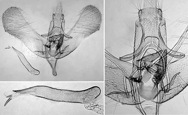 149 29 31 30 Figs. 29 31. Male genitalia of the paratype of Elachista alicanta sp. n. (L. Kaila prep. n. 4216). 29. General view. 30. Details of uncus, gnathos, and juxta. 31. Phallus. Male genitalia. Uncus lobes low triangular, setose.