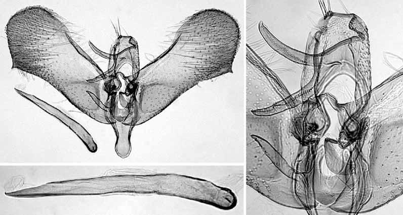 152 KAILA: Review of the subgenus Elachista (Dibrachia) 36 35 37 Figs. 35 37. Male genitalia of the holotype of Elachista elksourensis sp. n. (L. Kaila prep. n. 4141). 35. General view. 36. Details of uncus, gnathos, and juxta.