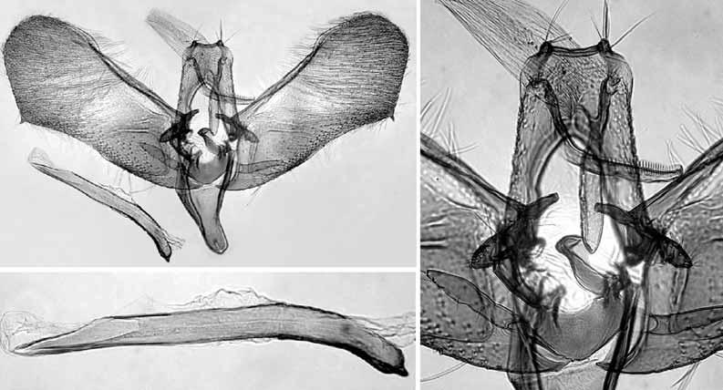153 39 38 40 Figs. 38 40. Male genitalia of the paratype of Elachista elksourensis sp. n. (L. Kaila prep. n. 4259). 38. General view. 39. Details of uncus, gnathos, and juxta. 40. Phallus.