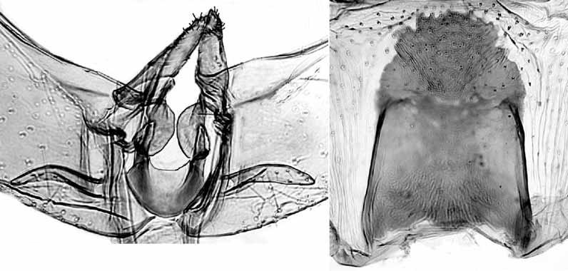 140 KAILA: Review of the subgenus Elachista (Dibrachia) VP LVP DP DP VSJ 1 2 Fig. 1. The juxta valval process complex of Elachista (Dibrachia) alicanta sp. n. with explanations of anatomic structures.