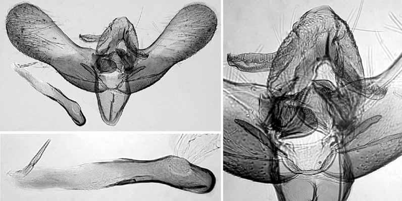 142 KAILA: Review of the subgenus Elachista (Dibrachia) 11 13 Figs. 11 13. Male genitalia of Elachista kalki (Greece, L. Kaila prep. n. 4013). 11. General view. 12.