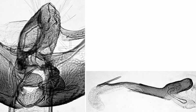 143 14 15 Figs. 14 15. Male genitalia of Elachista kalki (Russia, Urals). 14. Details of uncus, gnathos and juxta (L. Kaila prep. n. 4257). 15. Phallus (L. Kaila prep. n. 4258).
