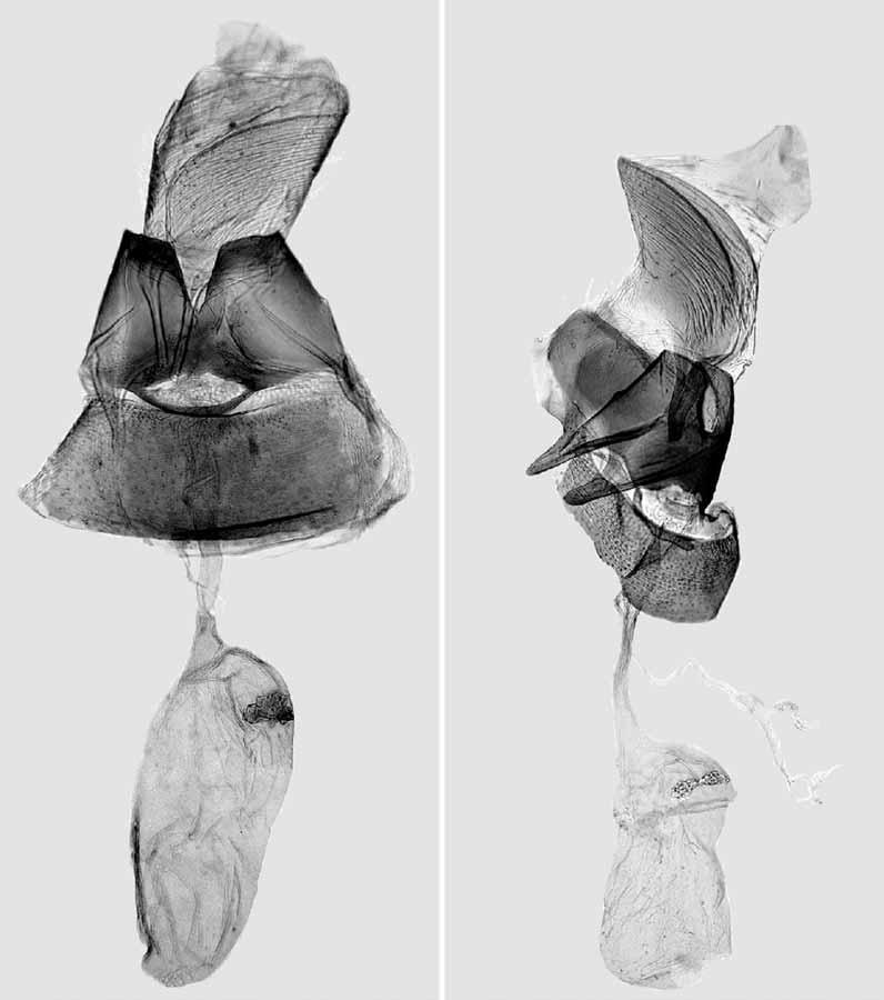 144 KAILA: Review of the subgenus Elachista (Dibrachia) 16 17 Figs. 16 17. Female genitalia of Elachista kalki. 16. L. Kaila prep. n. 4261 (Russia, Ul yanovsk). 17. L. Kaila prep. n. 4260 (Russia, Tuva).