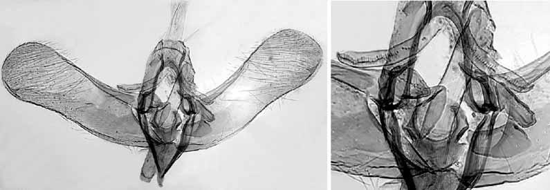 146 KAILA: Review of the subgenus Elachista (Dibrachia) 21 22 Figs. 21 22. Male genitalia of the holotype of Elachista anatoliensis Traugott-Olsen (ETO C.3.12.89). 21. General view. 22. Details of gnathos, and juxta.