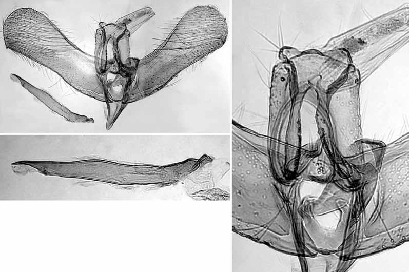 147 23 25 Figs. 23 25. Male genitalia of Elachista anatoliensis (Turkey, Ürgüp, L. Kaila prep. n. 3909). 23. General view. 24. Details of uncus, gnathos, and juxta. 25. Phallus. 24 Male genitalia.