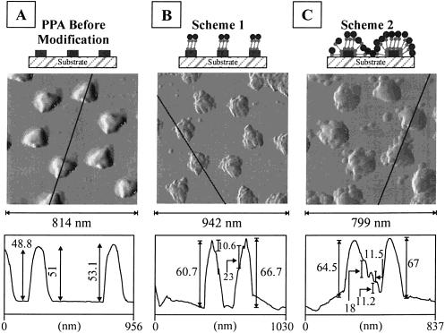 5602 J. Phys. Chem. B, Vol. 105, No. 24, 2001 Figure 4. Schematic illustrations and tapping mode AFM images of colloid-modified SL PPA samples (D ) 400 nm and d m ) 50 nm).