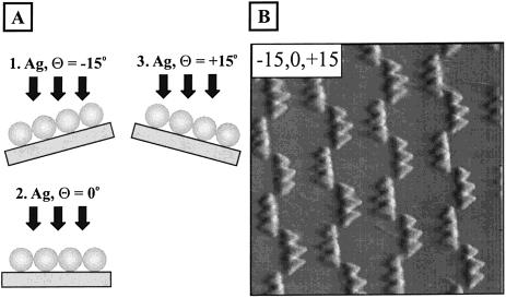 Schematic illustration (A) and contact mode AFM image (B) of three deposition nanochain structure on mica. 1.6 µm 1.6 µm area, D ) 542 nm, d m ) 10 nm, θ dep )+15, 0, and -15.