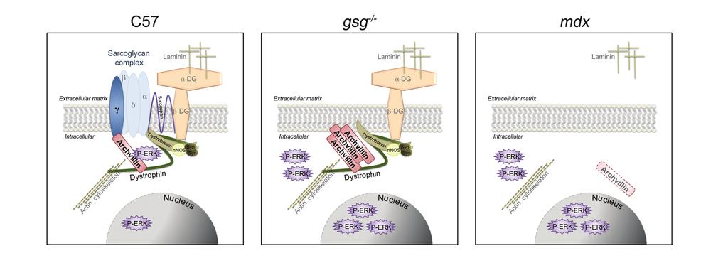 Figure 2.7. Model of archvillin-γ-sg signaling. Archvillin sarcolemmal localization is dependent on both the sarcoglycan complex and dystrophin.