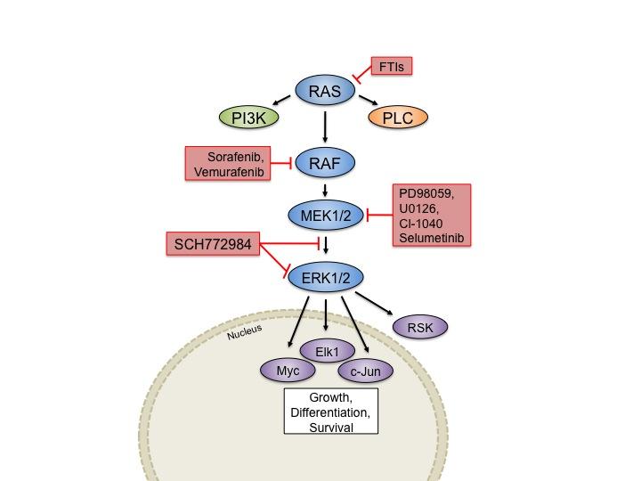 Thus, appropriate tuning of this signaling pathway seems to be critical for maintaining healthy muscle. Most research targeting ERK1/2 inhibition as a therapeutic agent has been in cancer (Figure 4.