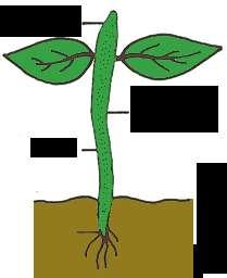 side, auxin gather in the lower half of the stem and root by action of gravity (C) Concentration