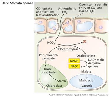 The C 4 pathway imports CO 2 and NADPH (indirectly) into bundle sheath cells where the Calvin cycle takes place.