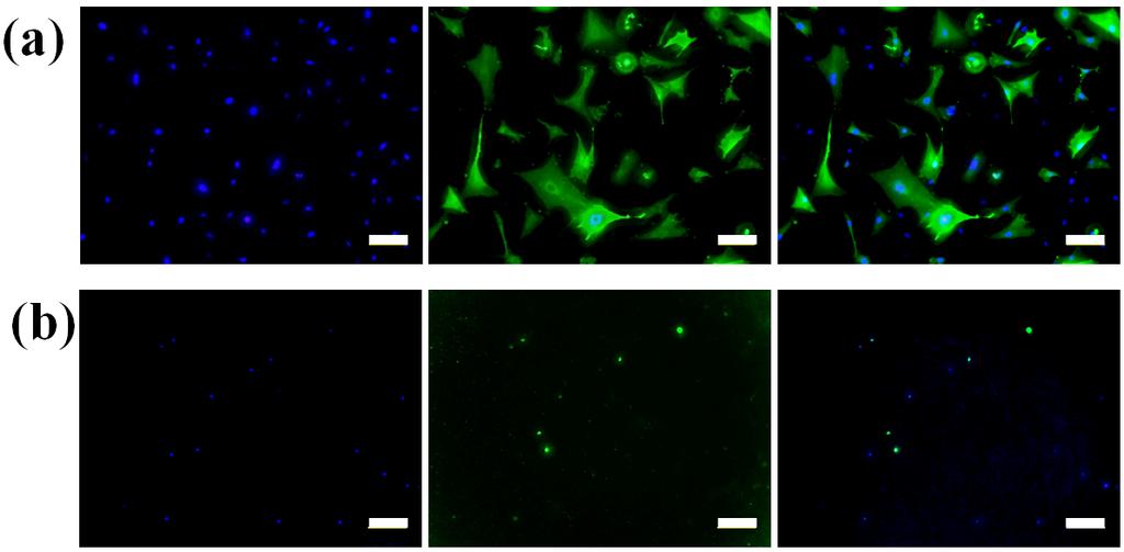 Cell adhesion characterization To confirm the antifouling effect of PEO, we took fluorescent microscopy images for cell attachment on alumina nanochannel arrays before and after coating with PEO.