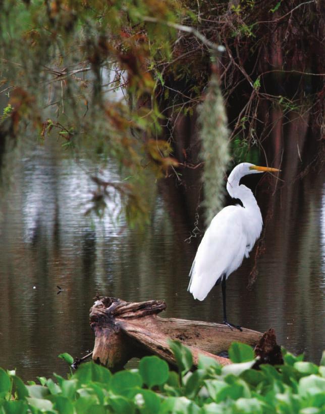 Lesson 4 Comparing Ecosystems Great Egret at Lake Martin, Louisiana When you visit a lake or wetland ecosystem,