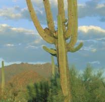 It has organisms that are adapted to live in dry conditions. Plants that conserve water, such as the agave or the saguaro cactus, can survive there.