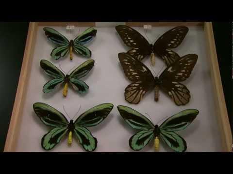 Sciences vast butterfly collection, and discusses the evolutionary importance of butterflies. See http://science.kqed.
