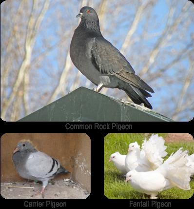 FIGURE 10.5 Artificial Selection in Pigeons. Pigeon hobbyists breed pigeons to have certain characteristics. Both of the pigeons in the bottom row were bred from the common rock pigeon.