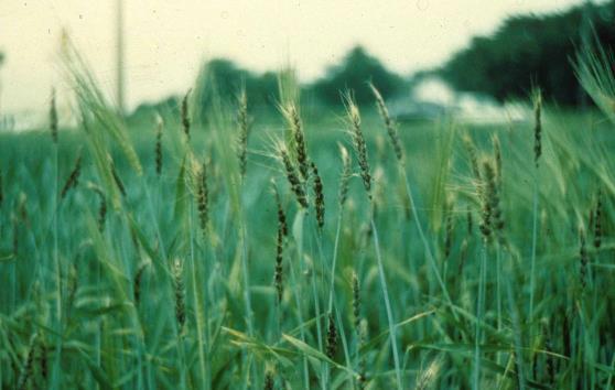 -systemic infection very young, growing tissues -local infections Loose smut of barley -Seed infection via