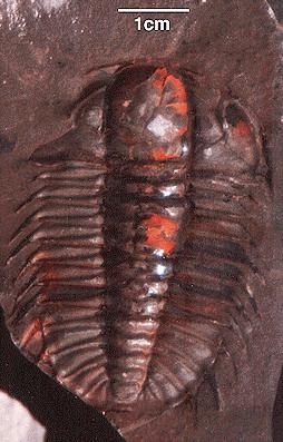 Cambrian Trilobite-