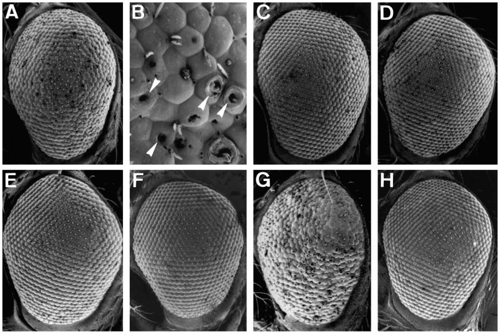 228 G. Begemann and others Fig. 2. Genetic interactions with 2 sev-svp2. SEM pictures of 2 sev-svp2 eyes of the respective genotypes are shown. (A) 2 sev-svp in an otherwise wild-type background.