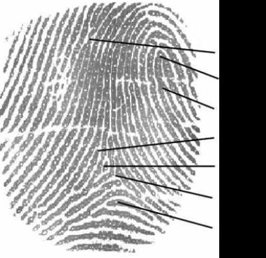 3. What fingerprint classification is fingerprint B? 4. What fingerprint classification is fingerprint C? 5. What fingerprint classification is fingerprint D? 6.