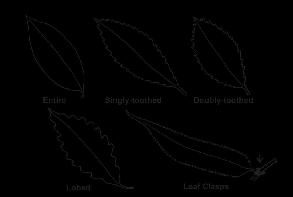 Laboratory Investigation 4: Fossil Leaves and Climate Change Below are examples of leaf margins that you might see in the fossil leaf images.