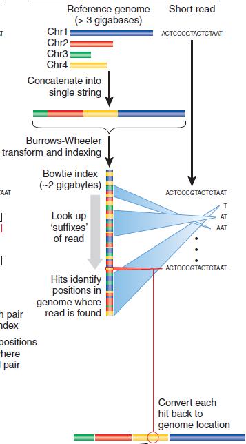 Burrows-Wheeler (Bowtie, BWA) Store entire reference genome. Align tag base by base from the end.
