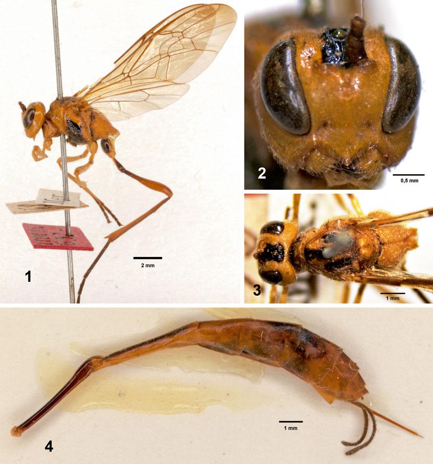 Mexican Species of Podogaster 41 Figs 1-4 Podogaster mexicanus, lectotype, : 1 head and mesosoma, lateral view; 2 head, frontal view; 3 head and mesoscutum, dorsal view; 4 metasoma, lateral view. 6.