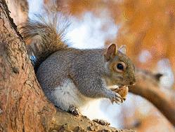 19) The eastern gray squirrel, Sciurus carolinensis, is found in many forests throughout the eastern United States.