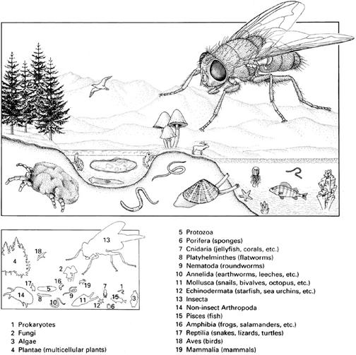 Principles of Entomology ENY 3005/5006 Dr. Miller Fall 2011 Introduction Sheet Name Major Year in school What do you want to be doing in: 5 years? 10 years? Why did you take this class?