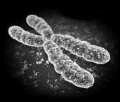 Chromosomes are single very long coiled strand of DNA found in the nucleus This DNA