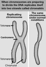 Human=46 Corn= 20 Flies=10 Chromosomes More Chromosomes Chromosomes exist in 2