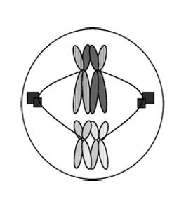 Before replication, chromosomes have one chromatid.