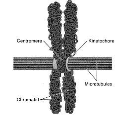 the centromere until mitosis is complete The C s of Mitosis The chromosomes are