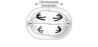 each pair separate and begin to move towards opposite ends of the spindle h@p://www.phschool.com/science/biology_place/biocoach/images/meiosis/meana1.