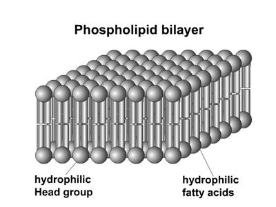 Plasma Membrane Structure: Phospholipid bilayer: The plasma membrane is made up of a phospholipid bilayer A phospholipid has two ends, one is the hydrophilic (or water loving) head the other is the