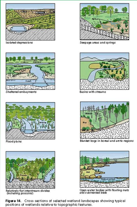 Wetland types From Mitch and Gosselink 2000 Example Types of