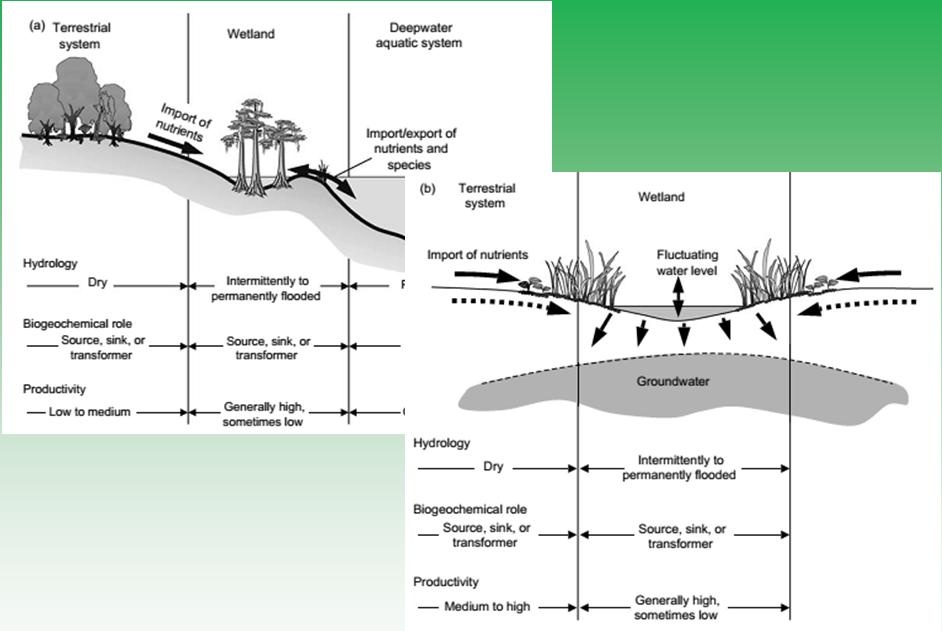 Biogeochemistry of Wetlands, Reddy and Delaune (2008)