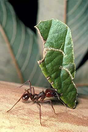 Leaf-cutter ants, genus Atta, are dominant herbivores in subtropical and