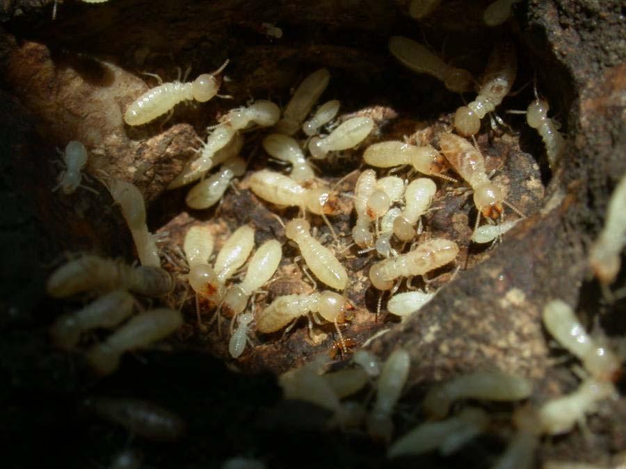 Termites are not haplodiploid The inclusive fitness argument cannot be applied in this case All termites are eusocial, so it may have