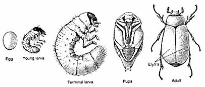 Complete Metamorphosis egg larvae pupa adult