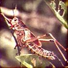 Flowering-Plant-Insect Coevolution Many insects are