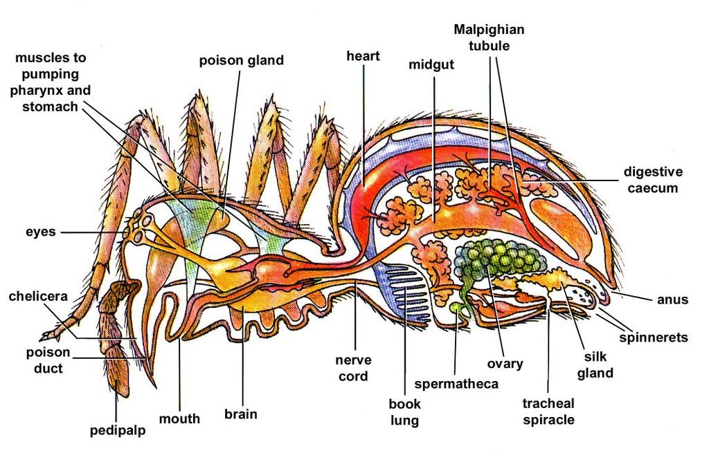 Aranea Anatomy Fig. 18.