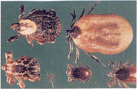 Dangerous Ticks after blood meal Carry diseases: Rocky