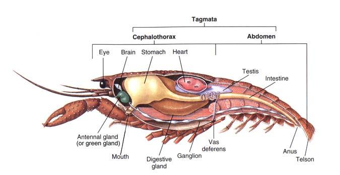 Internal Crustacean