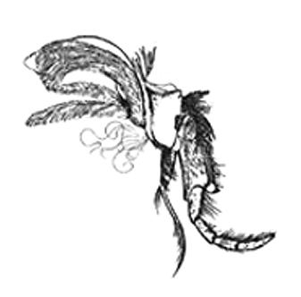 Crayfish gill Appendages Endopod Biramous Exopod Head: antennae (2 pr.