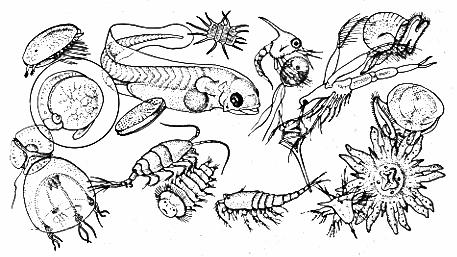Crustacea in Mixed Plankton ostracod Sample (Chesapeake