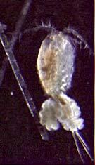 female copepod with