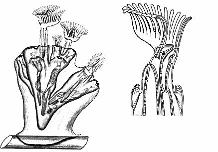 Ectoprocta Anatomy fig 22-2 extended retracted anus zoecium
