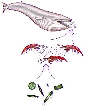Whale Food Chain baleen