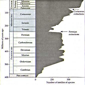 compare Campbell Fig. 25.